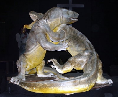 Komodowarane im Zweikampf- ueberlebensgross