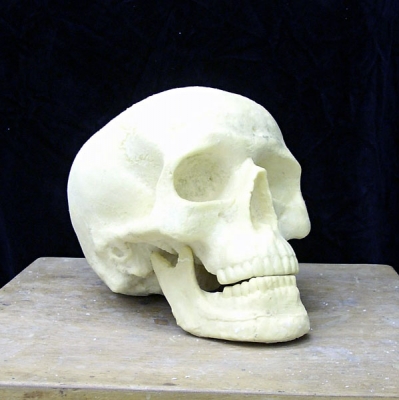  Schaedel etwas überlebensgroß, Material: Hartschaum